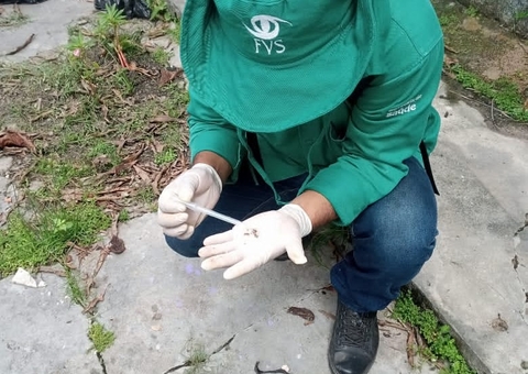 Amazonas registra 3 mortes por dengue nos últimos meses