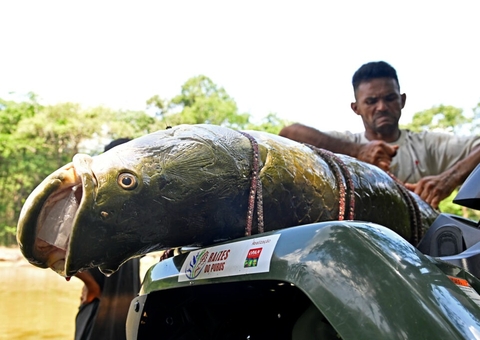 Indígenas mantêm com sucesso projeto de manejo do pirarucu em Tapauá no Amazonas