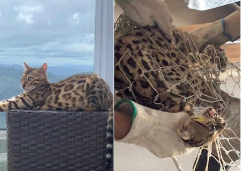 Gata de raça avaliada em R$ 7 mil é confundida com onça e solta por bombeiros em mata