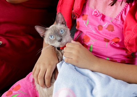 Ação de castração solidária de animais domésticos segue até sábado em Manaus 