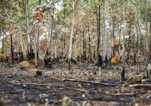 Com recorde, Amazônia encerra 2022 com registro de 115 mil focos de queimadas, diz Inpe