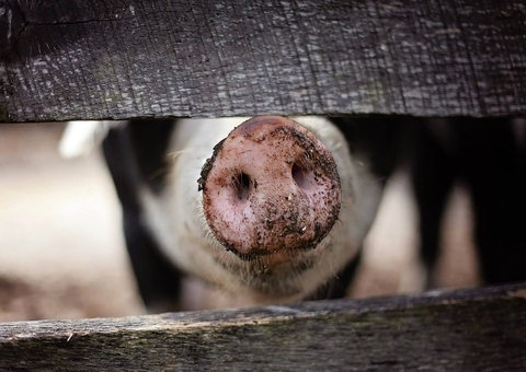 Porco reage e mata açougueiro momentos antes de ser abatido
