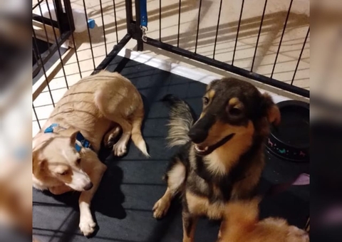 Especialista alerta sobre prejuízos de fogos para a saúde dos animais