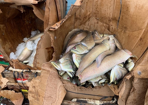 Quase duas toneladas de peixe ilegal são apreendidas em porto de Manaus 