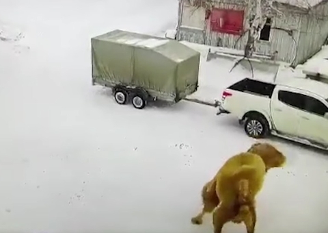 Cenas Fortes: Homem dá soco em camelo e é pisoteado até a morte em parque infantil; vídeo