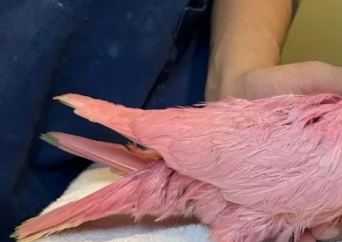 Pombo desnutrido e pintado de rosa é resgatado após ser usado em chá revelação
