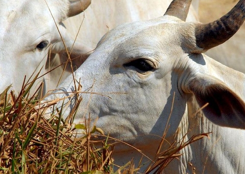 Ministério da Agricultura investiga suspeita de vaca louca
