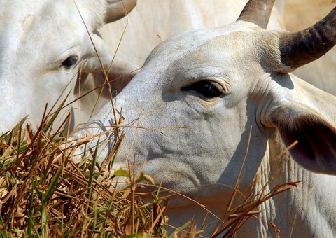 Caso de vaca louca é confirmado no Pará