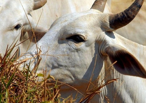 Ministro descarta aumento de preço da carne após caso de vaca louca confirmado no Pará
