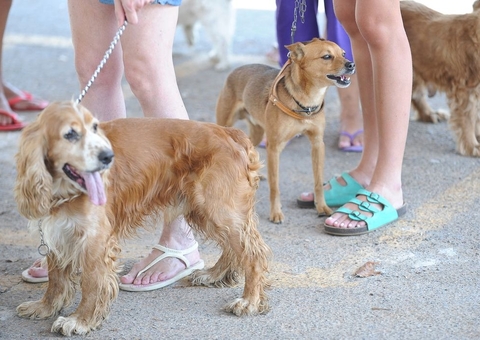 Governo proíbe uso de animais em pesquisas de cosméticos e perfumes