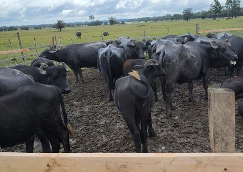 Adaf inicia campanha de vacinação contra Febre Aftosa no Amazonas