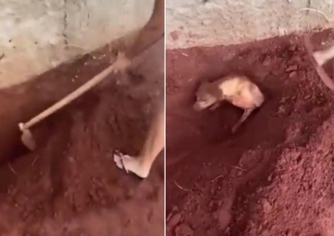 Idosa é presa após enterrar cachorra viva por se incomodar com latidos; vídeo