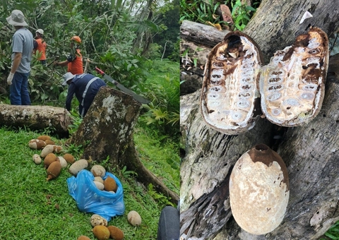 Técnicos do Idam atuam no combate a fungo que mata plantações de cupuaçu e cacau no Amazonas