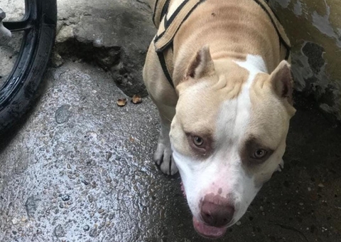 Homem que matou pitbull a facadas é solto após pagar fiança de R$ 3 mil em Manaus