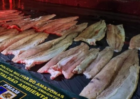 Homem é preso com quase 10 toneladas de pirarucu ilegal em barco em Manaus