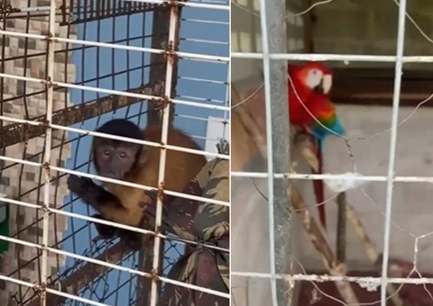 Mulher é presa por manter macaco e araras vermelhas em cativeiro em Manaus
