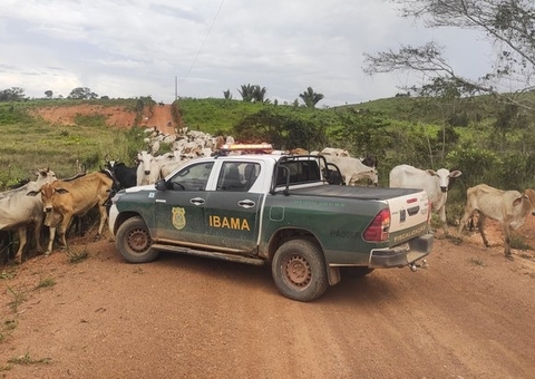 Governo Federal não confiscou 2,4 mil cabeças de gado no Amazonas