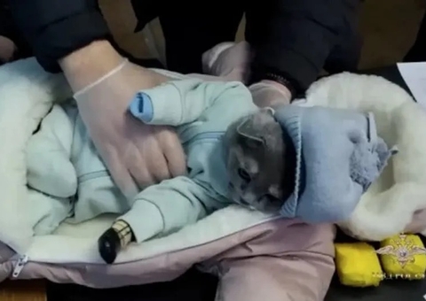 Mulher veste gato como bebê para entrar com droga em resort e acaba presa