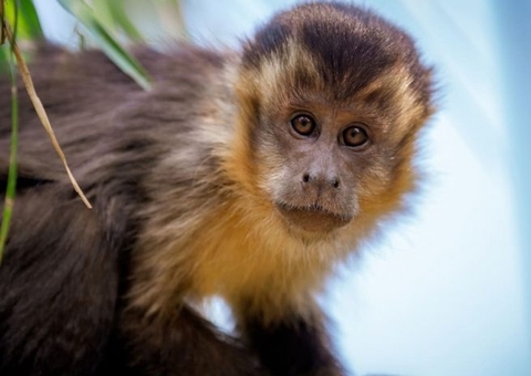 Justiça proíbe ‘Macaco Júlio’ de ficar sob guarda de quem o resgatou