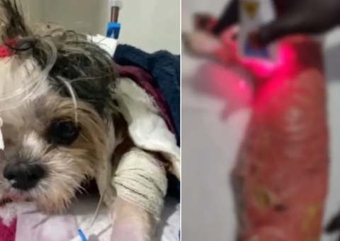 Shih-tzu morre após ser queimada por manta térmica durante cirurgia no olho
