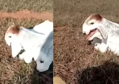 Vídeo: Bezerro nasce com malformação e viraliza na web; ‘Venom?’