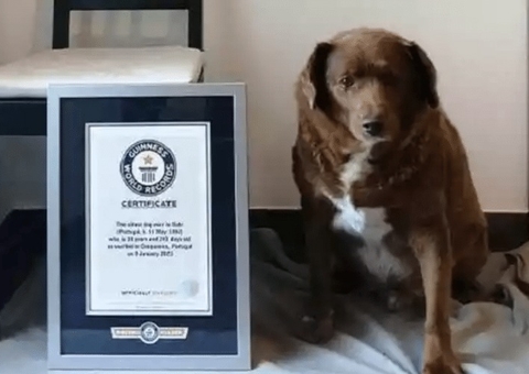 Cachorro mais velho do mundo comemora aniversário de 31 anos com festança