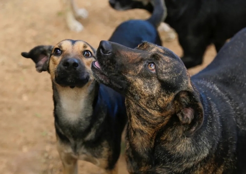 Prefeitura decreta abate de animais abandonados, mas recua após repercussão