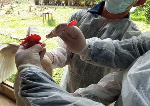 Amazonas reforça monitoramento da gripe aviária após estado de emergência