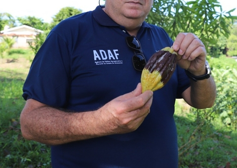 Amazonas recebe apoio da Marinha e do Exército contra praga que ataca cacau e cupuaçu