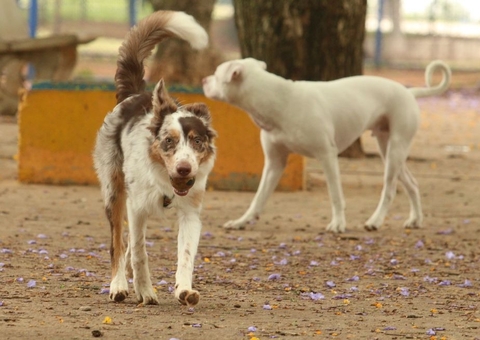 Governo suspende oito lotes de vacina animal contra Leishmaniose