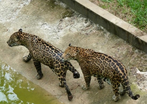 Let’s go turistar em Manaus, no Zoológico do Cigs?