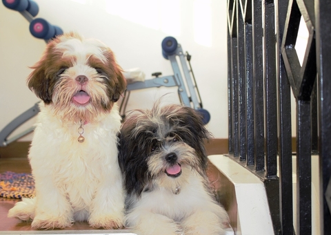 Clínica Veterinária é condenada a indenizar tutora por morte de cão em Manaus