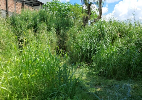 Corpo de homem esquartejado é encontrado em covas rasas em Manaus