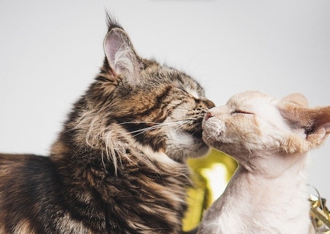 Amar faz bem para a saúde do coração