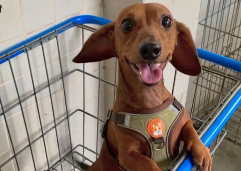 Cachorro é assassinado a facadas e jogado de prédio de 16 andares