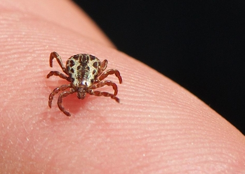 Sobe para 3 o número de mortes por febre maculosa em SP; 4º óbito é investigado