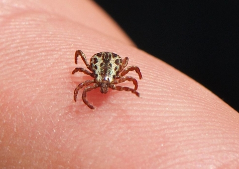 Mais dois casos suspeitos de febre maculosa são confirmados em SP