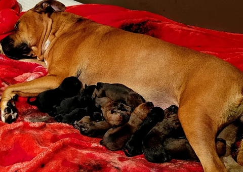 Cadela dá à luz 22 filhotes em parto que durou mais de um dia na Austrália