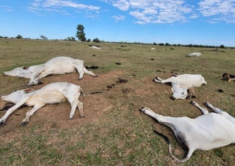Após mil mortes, pecuaristas fazem fogueiras para espantar frio de gado no MS