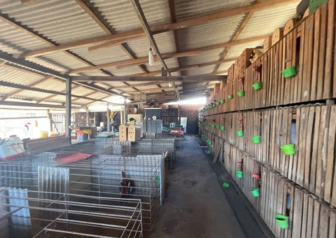 Operação do Ibama desmantela rinha de galo com 111 animais em situação de maus-tratos no Amazonas