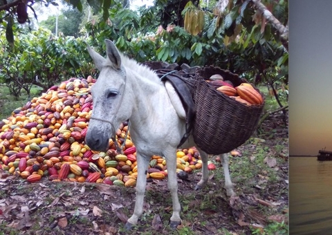 Jumento, cachoeira e pôr do sol disputam concurso de fotos do Censo 2022; saiba como votar
