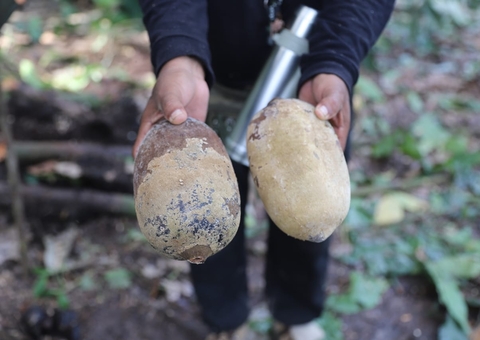 Monilíase: Praga que mata cacau e cupuaçu no Amazonas pode chegar no Pará