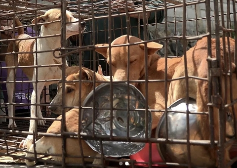 Venda de carne de gato e cachorro passa a ser proibida em cidade da Indonésia