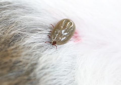 Menino de 13 anos morre com suspeita de febre maculosa