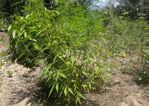 PF destrói 40 mil pés de maconha em área indígena no Pará