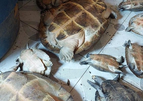 Dupla é indiciada por venda ilegal de quelônios no Amazonas