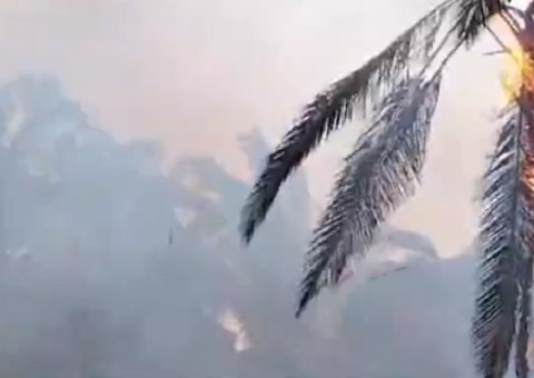 Tartarugas morrem queimadas em incêndio no Amazonas