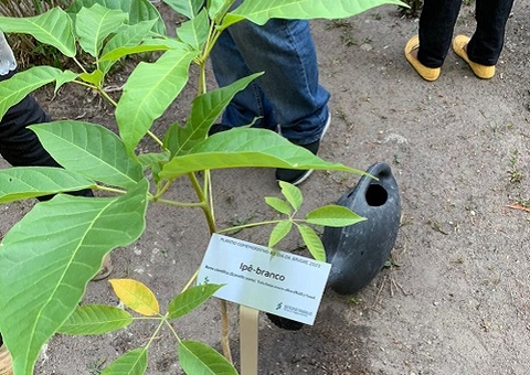 Startup vai plantar mil árvores em escolas da zona rural de Manaus