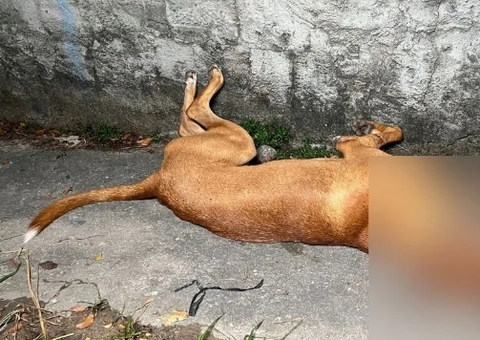 PM investiga policiais após morte de cachorro com tiro na cabeça em Manaus