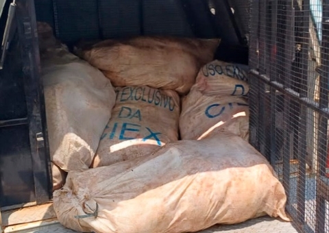 Pesca ilegal: Homem é preso com 680kg de pirarucu no Porto de Manaus